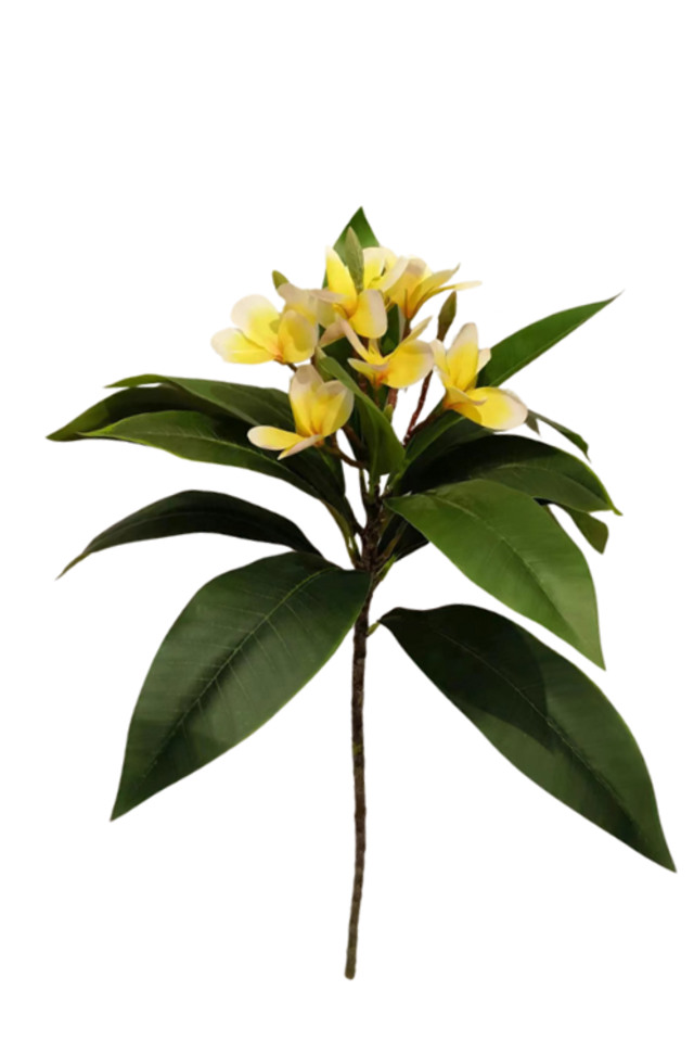FRANGIPANI FRANGIPANIS LARGE LARGES SPRAY SPRAYS SPRAIE TROPICAL TROPICALS FLOWER FLOWERS LEAF LEAFS WITH WITHS HEADS HEAD