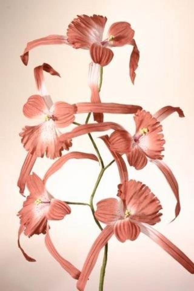 TIGER TIGERS LILY LILIES LILIE ARTIFICIAL ARTIFICIALS FLOWER FLOWERS