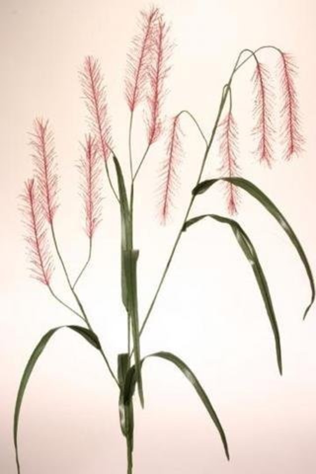 FERN FERNS FILLER FILLERS STRAIGHT STRAIGHTS ARTIFICIAL ARTIFICIALS FLOWER FLOWERS