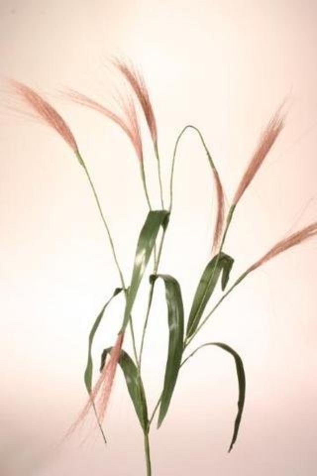WILD WILDS GRASS GRASSES GRAS ARTIFICIAL ARTIFICIALS FLOWERS FLOWER