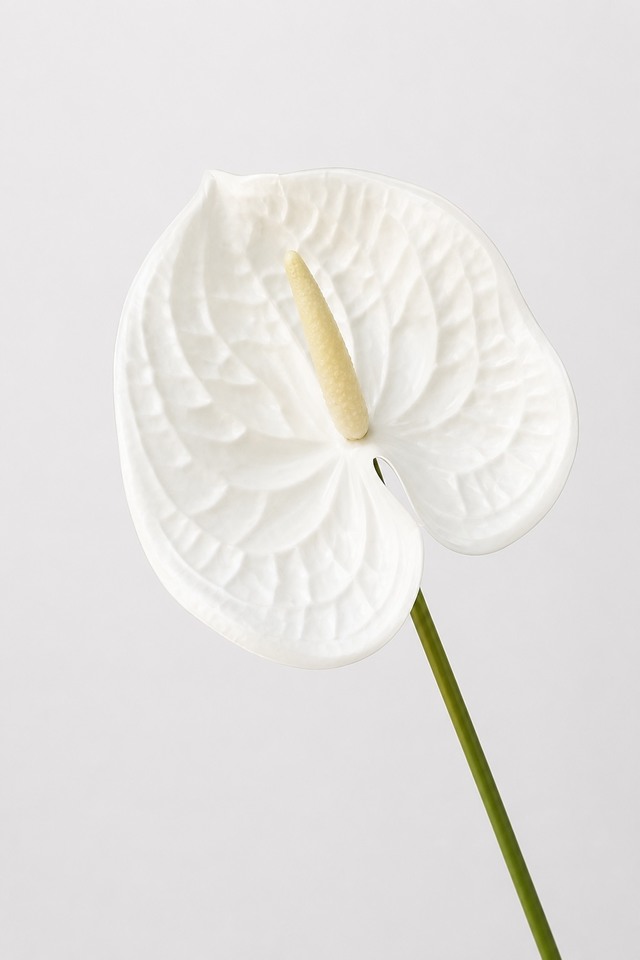 ANTHURIUM ANTHURIA FLOWER FLOWERS 30CM 30CMS ARTIFICIAL ARTIFICIALS WEDDING WEDDINGS
