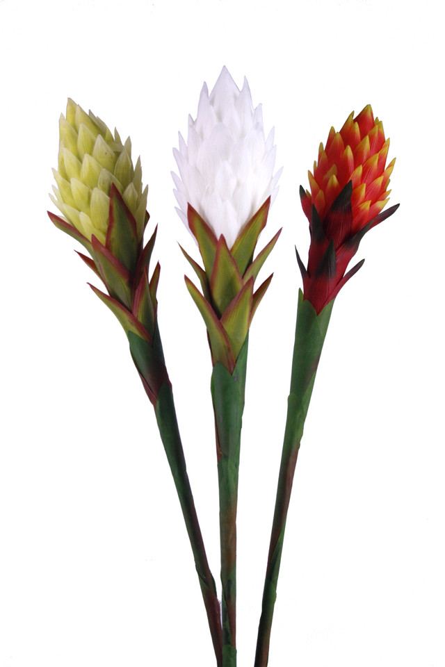 ARTIFICIAL ARTIFICIALS FLOWERS FLOWER STEM STEMS POINTY POINTIES POINTIE POKER POKERS TROPICAL TROPICALS NATIVE NATIVES PROTEA PROTEAS