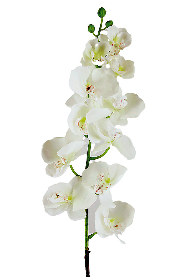PHALAENOPSIS PHALAENOPSI PHALAENOPSES PHALAENOPSE ORCHID ORCHIDS ARTIFICIAL ARTIFICIALS FLOWERS FLOWER ORIENTAL ORIENTALS White white creamy bridal  