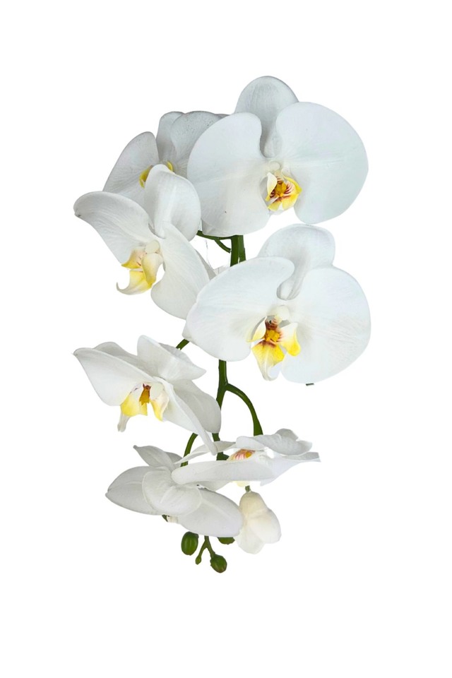 FLOWER FLOWERS ARTIFICIAL ARTIFICIALS STEM STEMS ORCHID ORCHIDS PHALAENOPSIS PHALAENOPSI PHALAENOPSES PHALAENOPSE REAL REALS TOUCH TOUCHES SOFT SOFTS DELUXE DELUXES DELUX